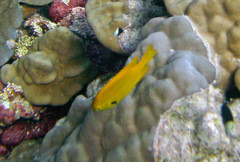 Pomacentrus sulfureus