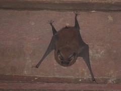 Peropteryx trinitatis