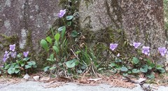 Viola × obtusogrypoceras