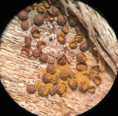 Perichaena corticalis