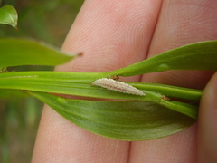 Drepanacra binocula