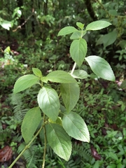 Hyptis obtusiflora