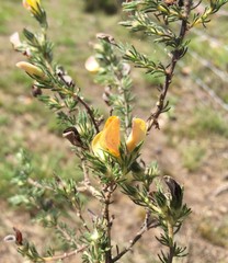 Aspalathus opaca opaca