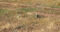 Barnardius zonarius barnardi