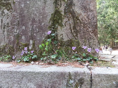 Viola × obtusogrypoceras