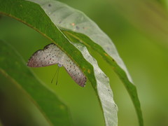 Parvospila lucianus