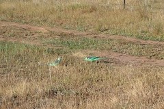 Barnardius zonarius barnardi