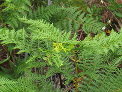 Eriophyes quadrifidus
