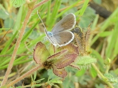 Hemiargus