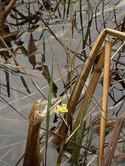 Utricularia inflata