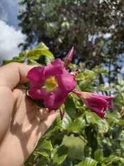 Temnadenia