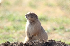 Cynomys ludovicianus