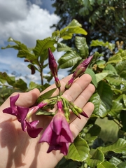 Temnadenia
