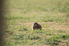 Cynomys ludovicianus