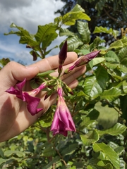 Temnadenia