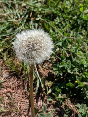 Taraxacum