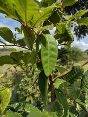 Temnadenia