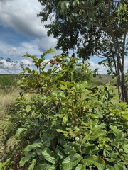 Temnadenia