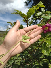 Temnadenia