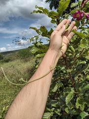 Temnadenia