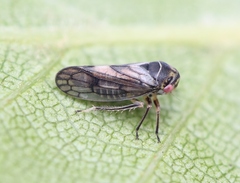 Oncopsis flavicollis