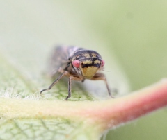 Oncopsis flavicollis