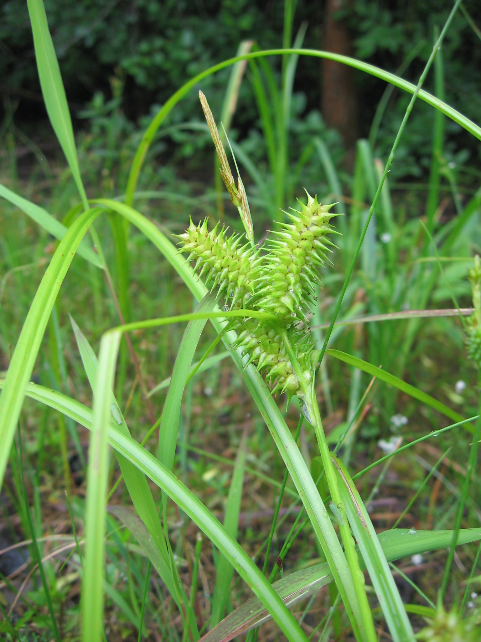 Carex retrorsa