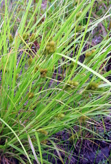 Carex sychnocephala