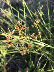 Cyperus sphaerospermus