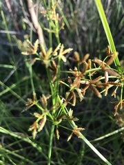 Cyperus sphaerospermus