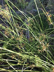 Cyperus sphaerospermus