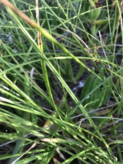 Cyperus sphaerospermus