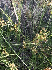 Cyperus sphaerospermus