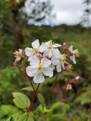 Chaetogastra ciliaris