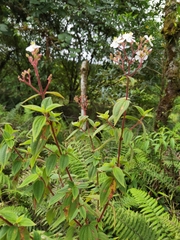 Chaetogastra ciliaris