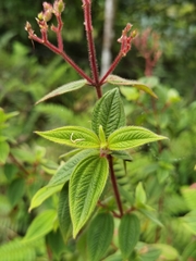 Chaetogastra ciliaris