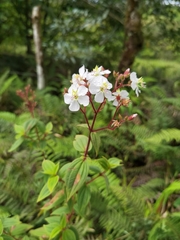 Chaetogastra ciliaris