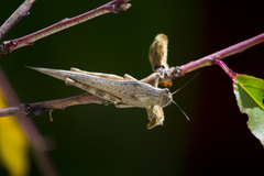 Anacridium aegyptium