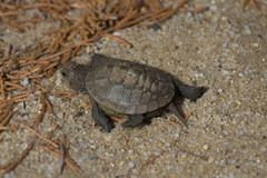 Malaclemys terrapin