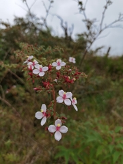 Monochaetum floribundum
