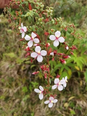 Monochaetum floribundum