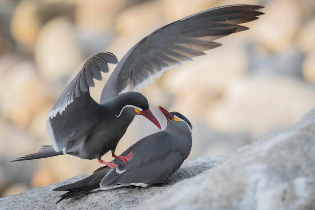 Inca Tern