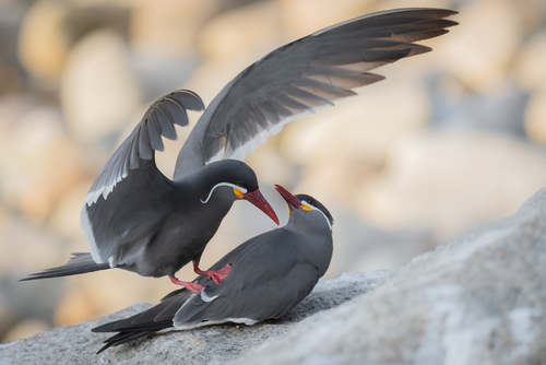 Inca Tern
