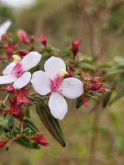 Monochaetum floribundum