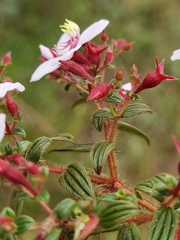 Monochaetum floribundum
