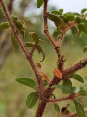 Monochaetum floribundum