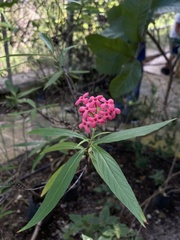 Arachnothryx leucophylla