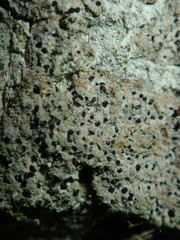 Arthonia arthonioides