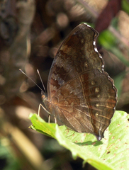 Junonia iphita iphita