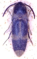 Dromaeolus ornatulus